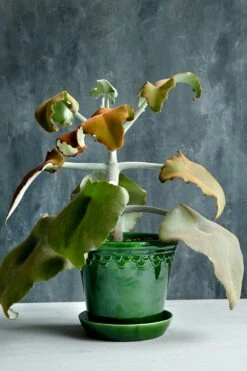 Bergs Potter Copenhagen Topf Grün, 18 Cm -Einrichtungsgeschäft bergs potter copenhagen topf grun 4